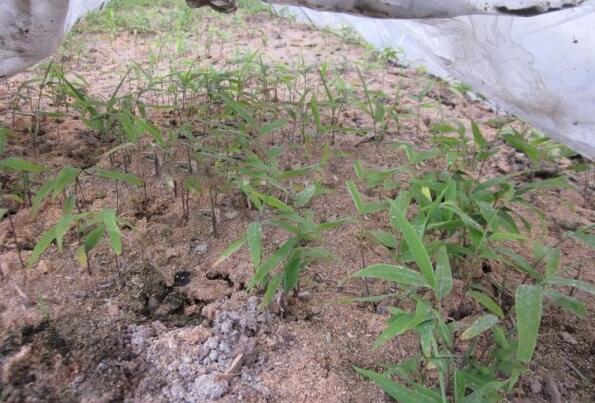 1632594530863637.jpg 1632594530863637.jpg