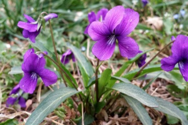 紫花地丁 紫花地丁