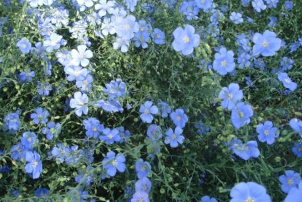 六倍利花 六倍利花