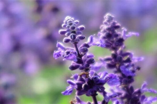 薰衣草