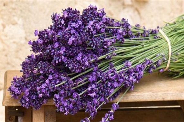 薰衣草