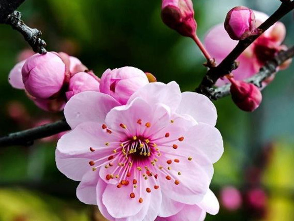冬天開花的草本植物 冬天開花的草本植物