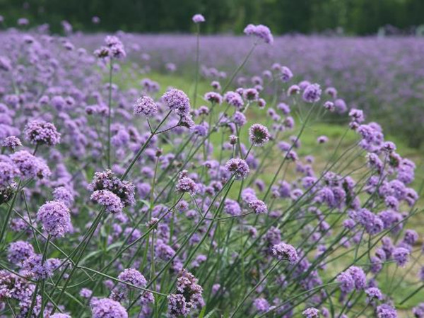 馬鞭草花期多長時間