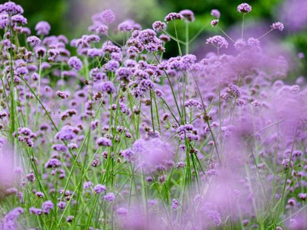 馬鞭草花期多長時間