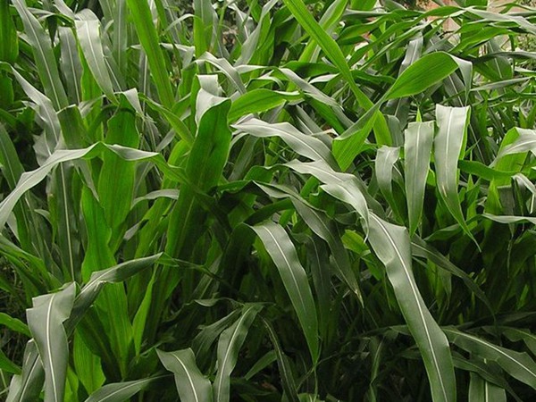 1632741527858863.jpg bbd45a684895def1b00137dce028c055_1564751430844847.jpg