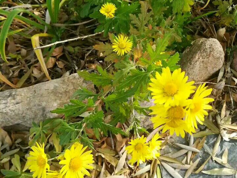 1632747961131340.jpg 9e8e668e212fc52adaf40c733b8f6c76_1591192568308480.jpg