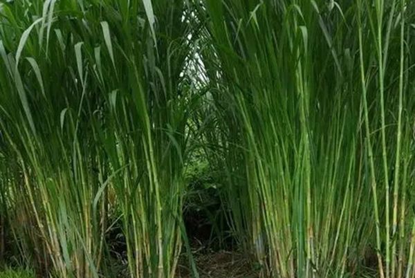 增潤(rùn)草 增潤(rùn)草