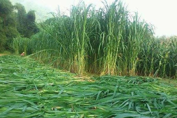 增潤(rùn)草 增潤(rùn)草