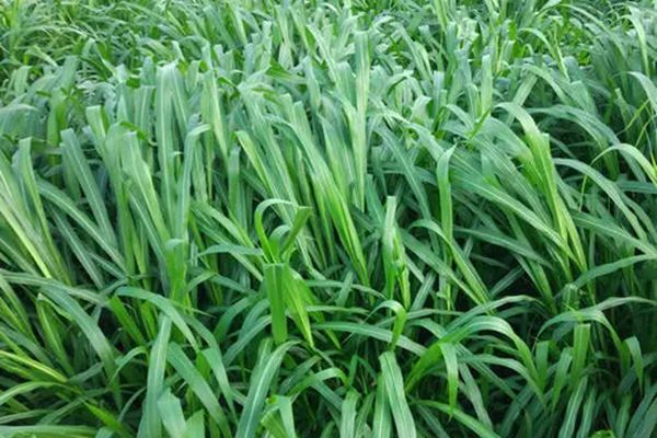 增潤(rùn)草 增潤(rùn)草