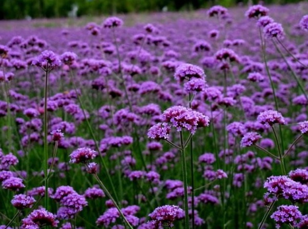 1632795942536307.jpg image.jpg