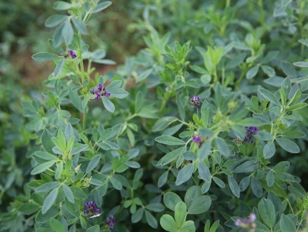 1632795976571019.jpg image.jpg