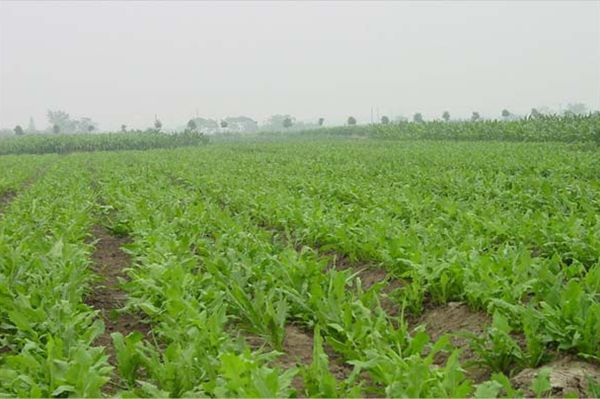 串葉松香 串葉松香