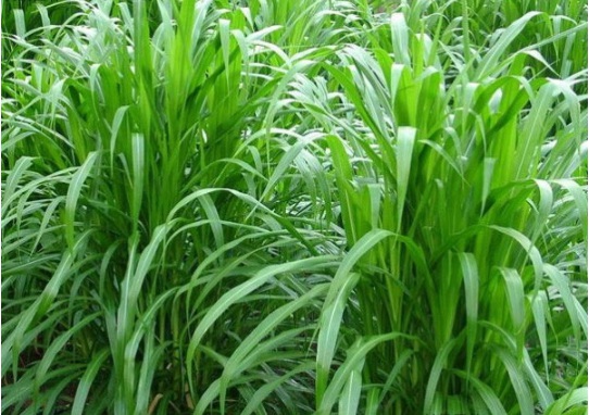 1632813492260801.jpg image.jpg