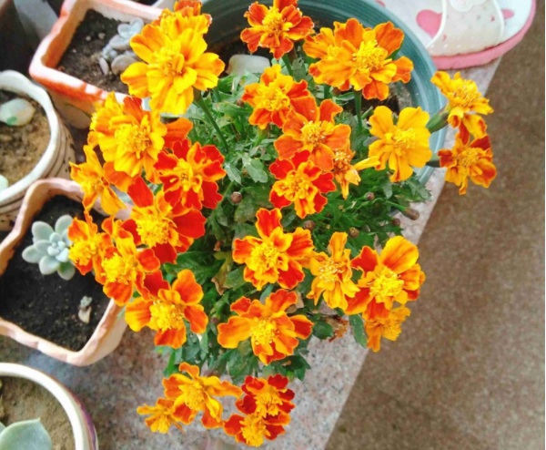 1632814680483121.jpg image.jpg