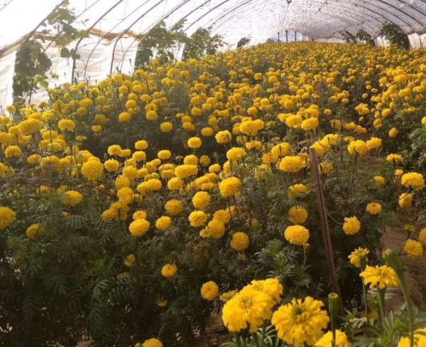 1632814715605058.jpg image.jpg