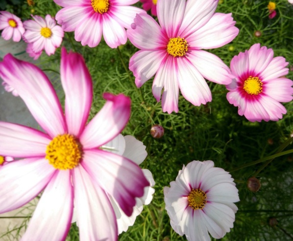 1632829681739878.jpg image.jpg