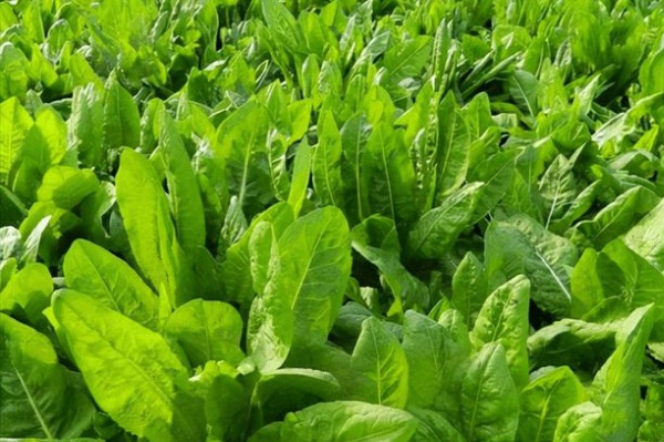 1632836284367655.jpg image.jpg