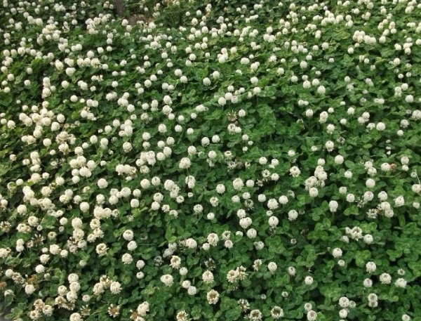 1632872808149598.jpg image.jpg