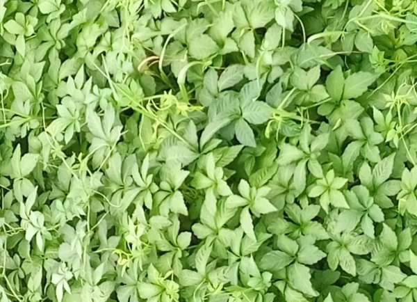 1632875477596919.jpg image.jpg