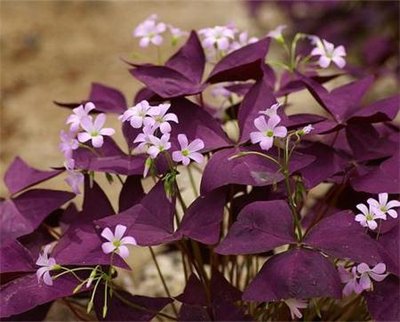 1632878986230083.jpg 1632878986230083.jpg