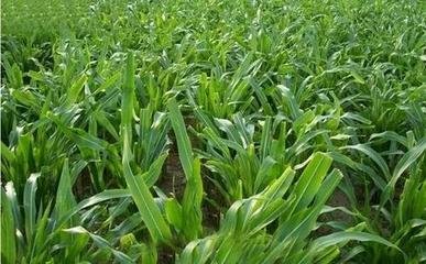 1632880509230965.jpg 1632880509230965.jpg