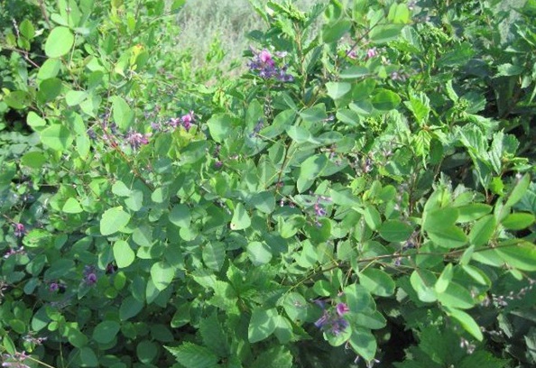 1632895186611596.jpg image.jpg