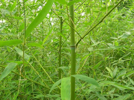 1632895302755517.jpg image.jpg