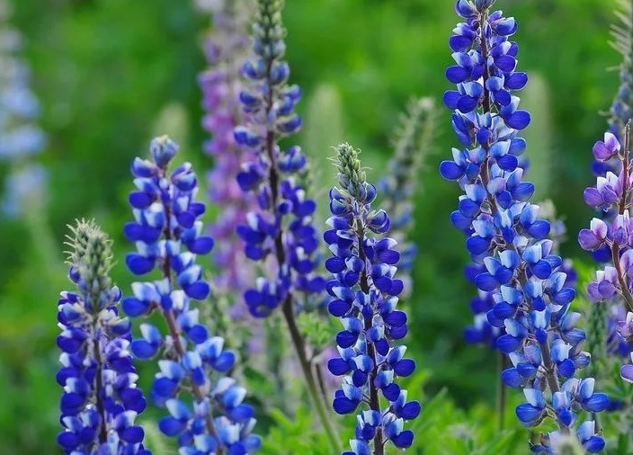 1632902269882892.jpg 魯冰花55555555555.jpg