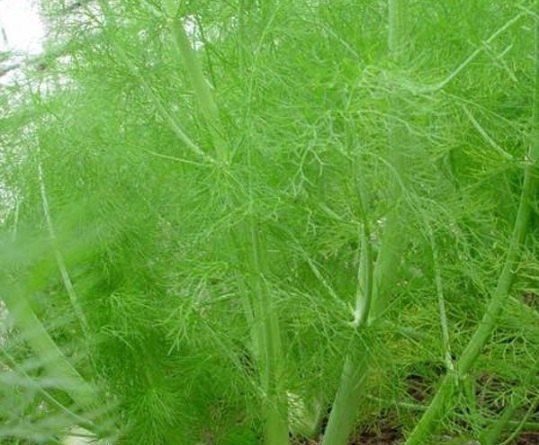 1632904199742880.jpg image.jpg