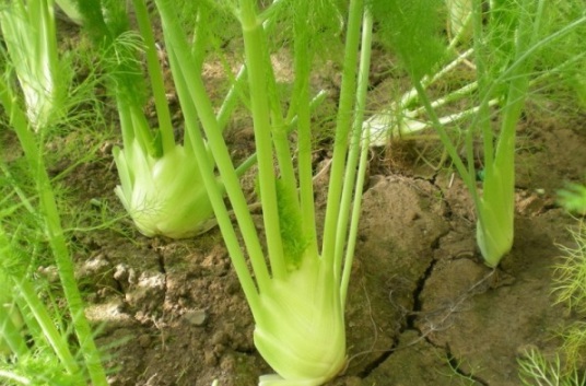 1632904210693068.jpg image.jpg