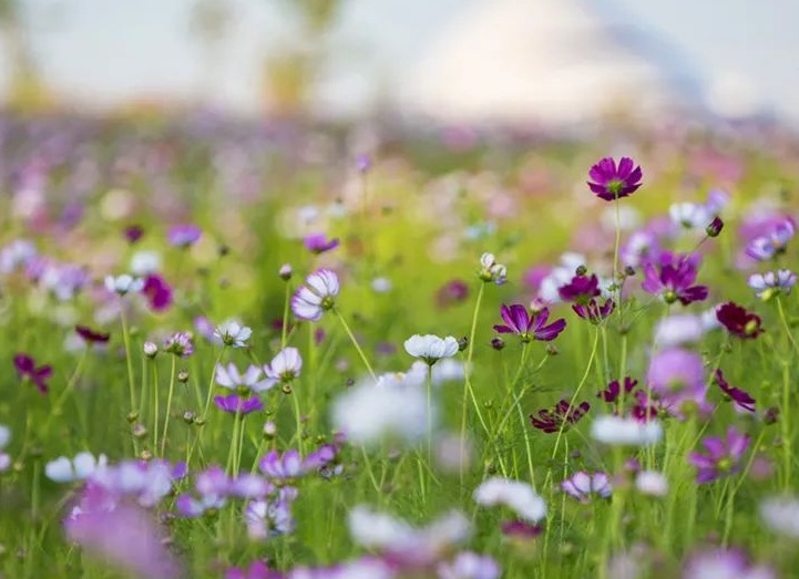 1632906091331206.jpg 1632906091331206.jpg