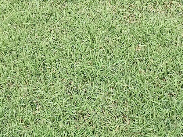 果嶺草草坪圖片 果嶺草草坪圖片