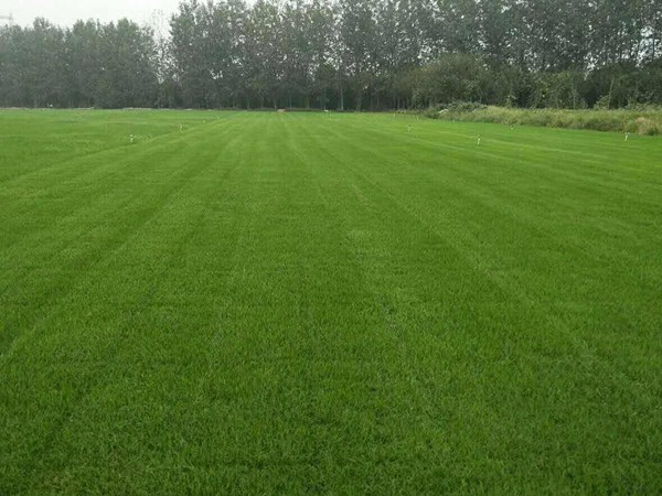 結(jié)縷草 結(jié)縷草