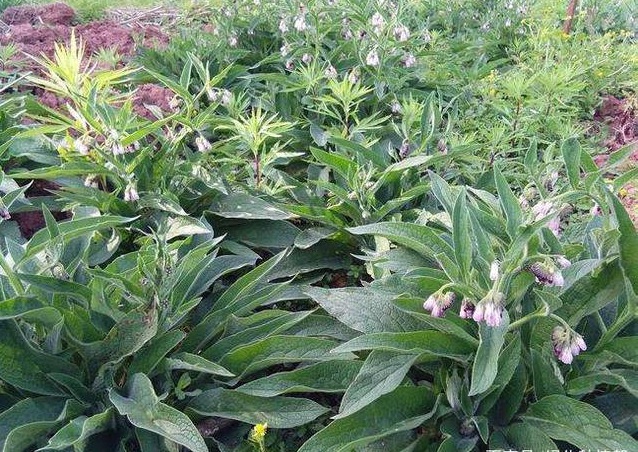 1632916345591704.jpg 1632916345591704.jpg