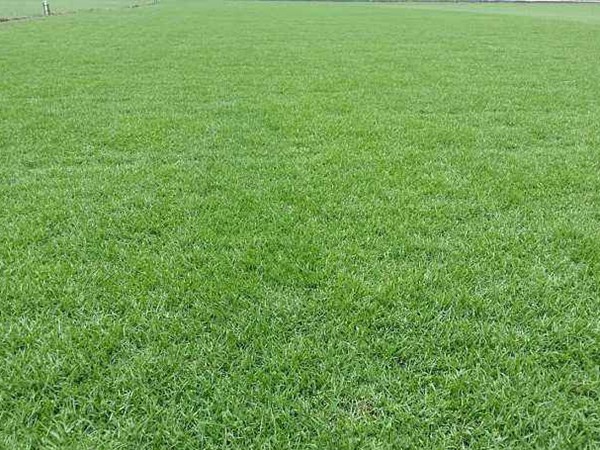 剪股穎草坪它的優缺點都有哪些 剪股穎草坪它的優缺點都有哪些