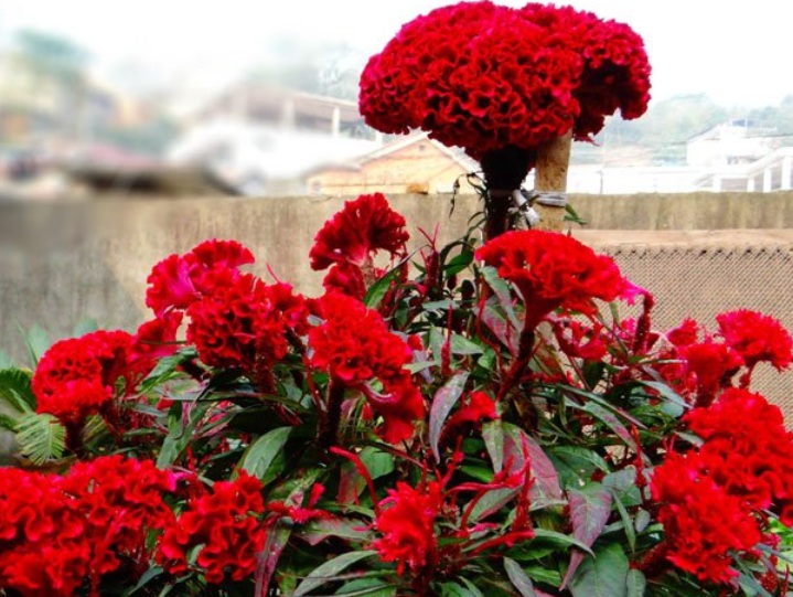 1632926426650144.jpg 1632926426650144.jpg