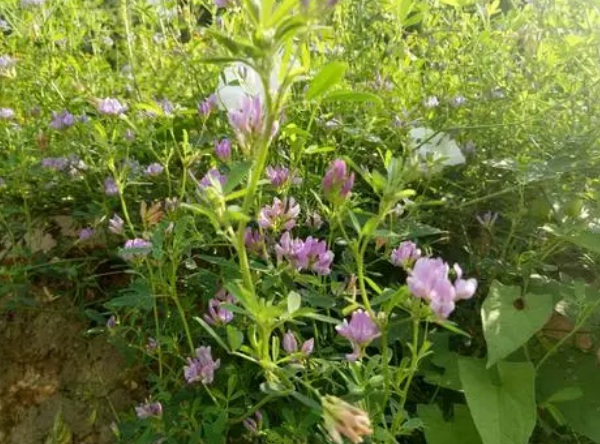 1632963300210608.jpg image.jpg