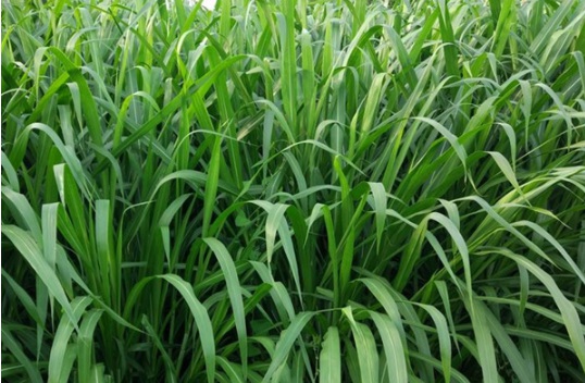 1632974937763292.jpg image.jpg