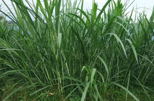 1632974947136921.jpg image.jpg