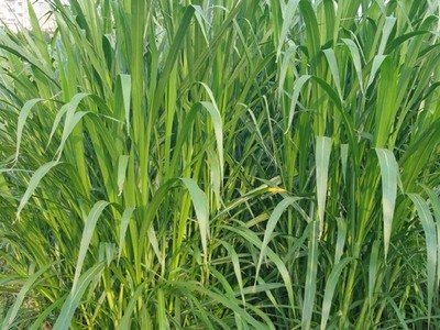 1632987857381058.jpg 1632987857381058.jpg