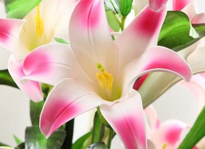 1633507424757030.jpg 百合花222.jpg