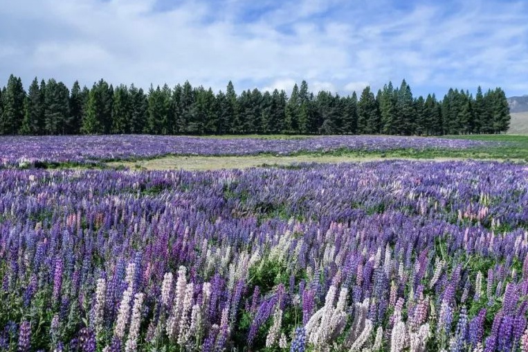 1633508923830516.jpg 魯冰花1.jpg