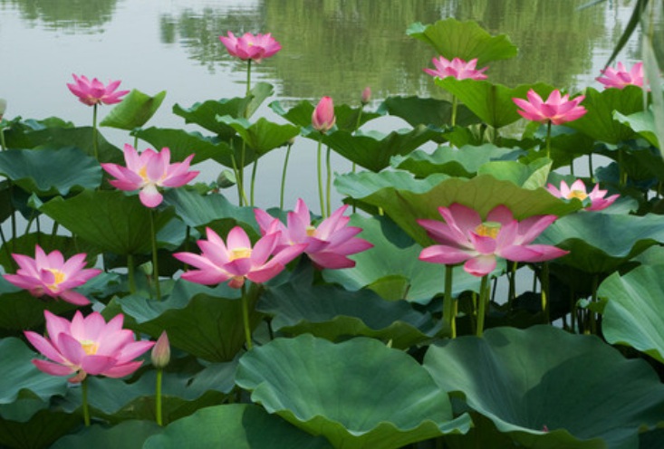荷花3333.jpg