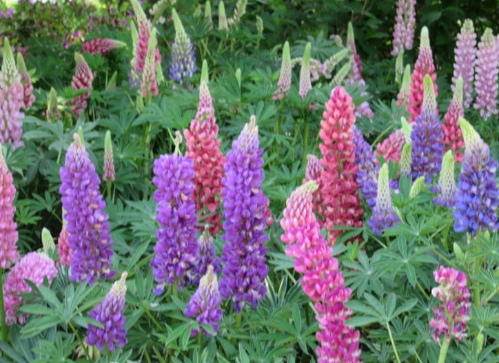 1633511156378344.jpg 魯冰花55555555555.jpg