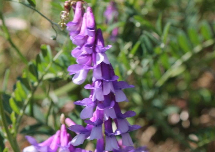 1633511321306733.jpg 紫花苜宿222222222222.jpg