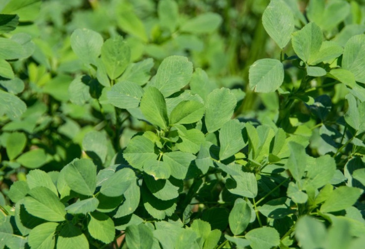 1633511336531127.jpg 紫花苜宿333333333333.jpg