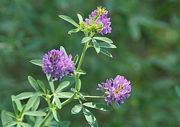 1633661754837147.jpg image.jpg