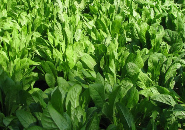 1633661837687848.jpg image.jpg