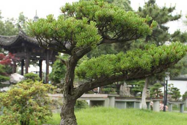 五針?biāo)?/></p><p style=