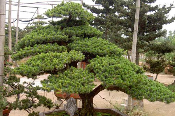 五針?biāo)?/></p><p style=